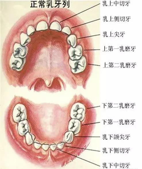厦门牙科医院哪家好？齿度口腔-铂菲特口腔-赛德阳光口腔等这几家医院技术专业，值得信赖！
