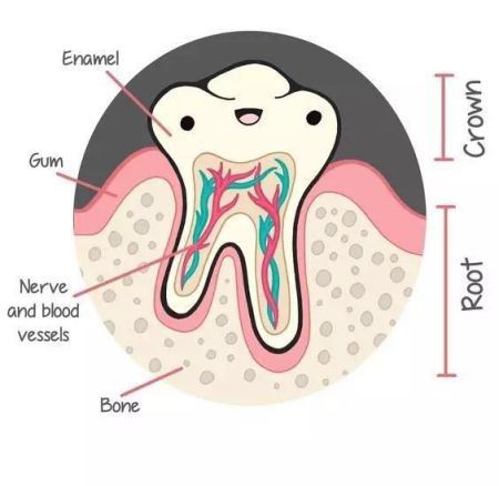 中山石岐口腔医院牙齿种植价格表2025版,种植牙费用和材料选择指南(图1)